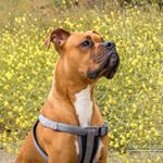 Profile Picture of Rocky Alvarez (@rockytheboxerrr) on Instagram