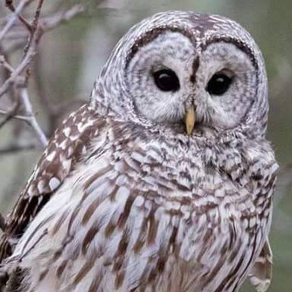 Lisa Benasher - Poshmark Profile Picture of Lisa Benasher (@aptfrog265) on Poshmark