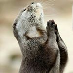 Profile Picture of Neil Hay (@haysie70) on Instagram