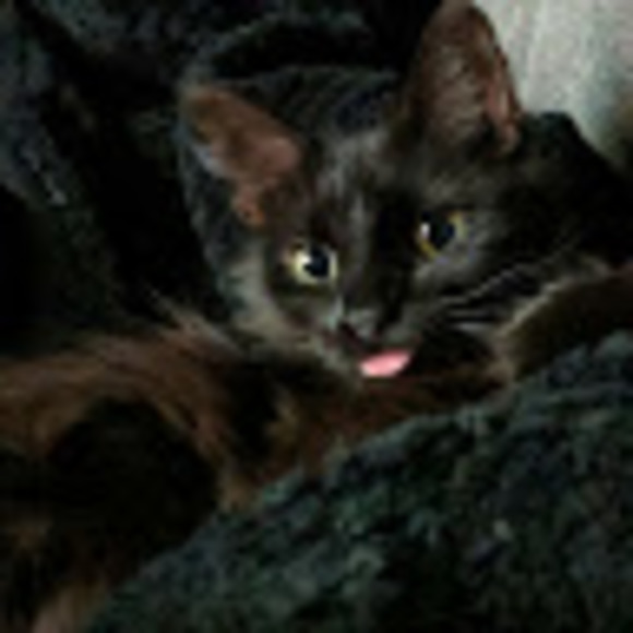 Profile Picture of Emma Damerose (@emmadamerose) on Poshmark