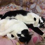 Profile Picture of Setsuo Ito (@setsuoito) on Instagram