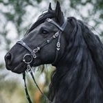 Profile Picture of Horse Edits (@horseditsx) on Instagram