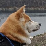 Profile Picture of Marcin Rojek (@guremulinzzu) on Instagram