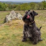 Profile Picture of HEIDI MINIATURE SCHNAUZER (@heidi_brown_schnauzer) on Instagram