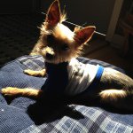 Profile Picture of Tuffy Mac (Robert) (@tuffymac_the_yorkie) on Instagram