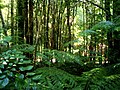 Profile Picture of Valdivian temperate forestson Wikipedia