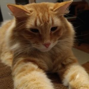 Profile Picture of Carl Orr (@CarlOrr17) on Twitter