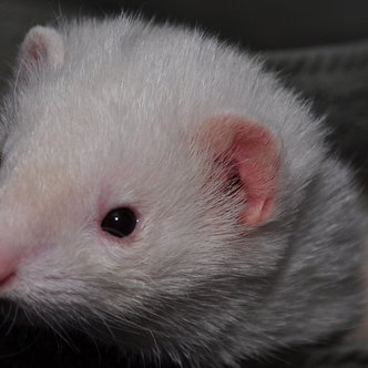 Profile Picture of Scott Thiel (@ferretadventure) on Twitter