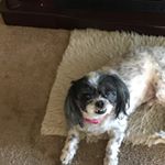 Profile Picture of Kelly Vanderpool (@kelly_vanderpool) on Instagram