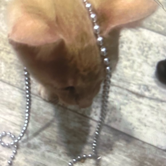 Profile Picture of Kacey Lias (@v1ntagekml) on Poshmark