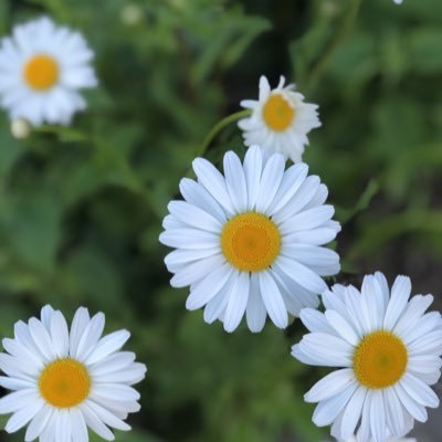Profile Picture of Julia Conti (@JuliaConti19) on Twitter