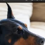 Profile Picture of Lazy Capuleto (@Lazy-Capuleto) on Facebook