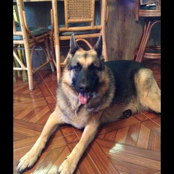 Profile Picture of Bernice Badalucco (@iggynbea) on Poshmark