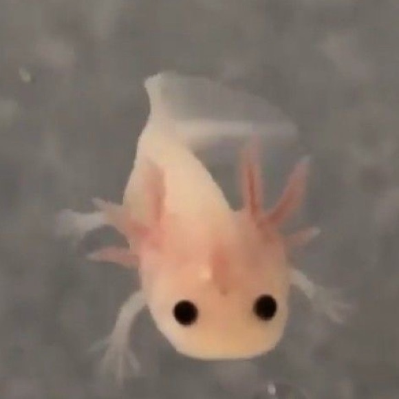 Profile Picture of Julia Dominick (@julie3011) on Poshmark