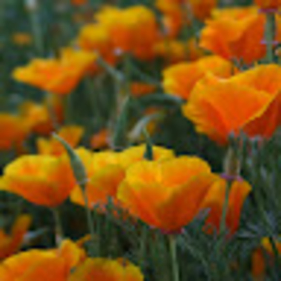 Ginnie Murach - Poshmark Profile Picture of Ginnie Murach (@magenta_cat) on Poshmark