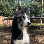 Profile Picture of Joshua Gustafson (@josh.gusto) on Instagram