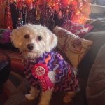 Profile Picture of Brandy Strain-Dayer (@brandy_mama_to_sooiee_lou_) on Instagram