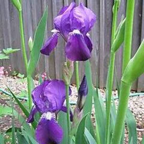 Profile Picture of Charlotte Wilhelm (@charles091777) on Poshmark