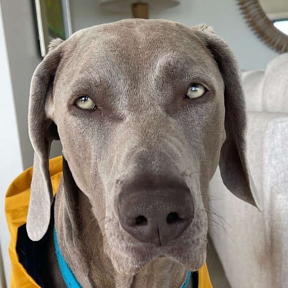 Profile Picture of Jane Boyatzis (@janeboy99) on Poshmark