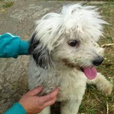 Profile Picture of Lorena Gonzales (@LaLore88) on Twitter