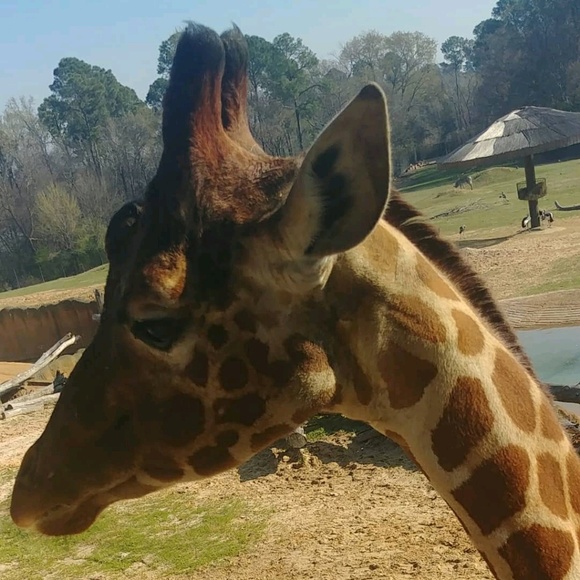 Profile Picture of Haley Logan (@loganhl49) on Poshmark