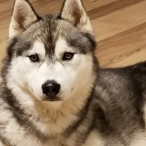 Profile Picture of Mark Engel (@engeltmark) on Poshmark