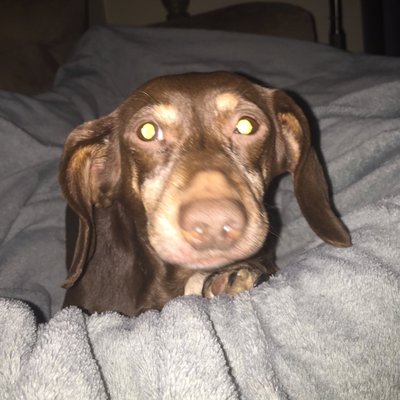 Profile Picture of Chris 😎😛🤣😂😃🇺🇸🏳️‍🌈 (@ChrisBergold) on Twitter