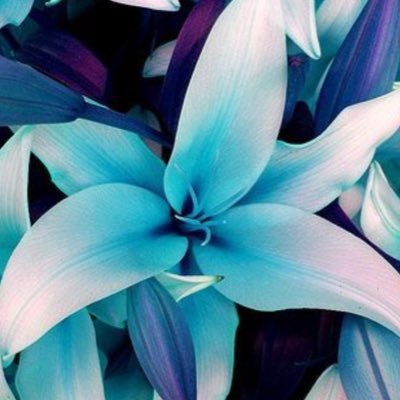 Profile Picture of Lilly Ferguson (@LillyFerguson34) on Twitter