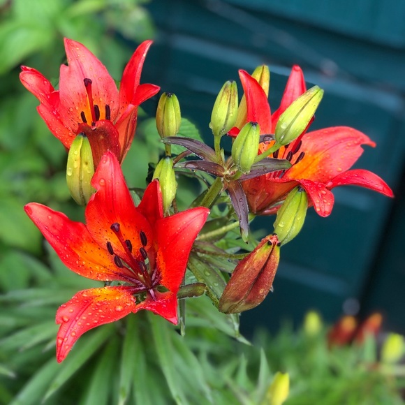 Profile Picture of Rachel Salassi (@rach99801) on Poshmark