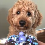 Profile Picture of Louis 🐶 (@louis_rubycavoodle) on Instagram