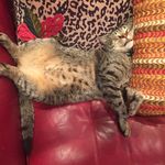 Profile Picture of Marshall Henslee (@wiltondaletommy) on Instagram