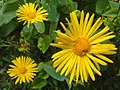 Profile Picture of Doronicum orientaleon Wikipedia
