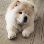 Profile Picture of Todd (@toddthechow) on Instagram