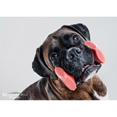 Profile Picture of Jack_Daniel_Boxer (@agilityboxer) on Twitter