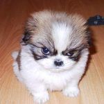 Profile Picture of Joe Gulley (@webkill2k) on Instagram