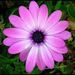 Profile Picture of Paulette Weber (@webby1216) on Pinterest