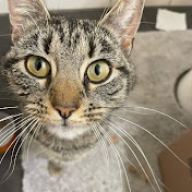 Profile Picture of Bubbers  (@Bubberthecat) on Youtube