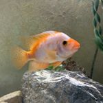 Profile Picture of Jacob Hoover (@aquatic_and_reptiles) on Instagram