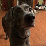 Matt Adcock - Instagram Profile Picture of Matt Adcock (@adcock_matt) on Instagram