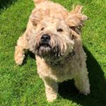 Profile Picture of Buddy🐶 (@buddy.the.wheaten) on Instagram