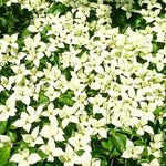 Profile Picture of 築館いろは（宮城県栗原市） (@tsukidateiroha) on Instagram