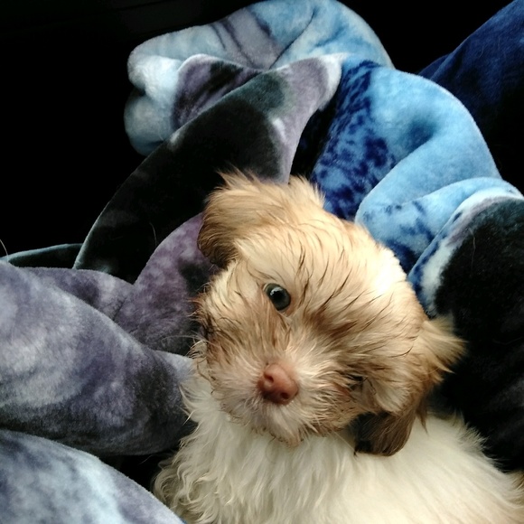 Profile Picture of Lisa Hovland (@lchovland) on Poshmark