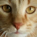 Profile Picture of Kenneth Bartholomew (@kenneythecat) on Instagram