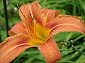 Profile Picture of Hemerocallis fulvaon Wikipedia