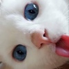 Profile Picture of rubyherbert290 (@@dueting_people8) on Tiktok