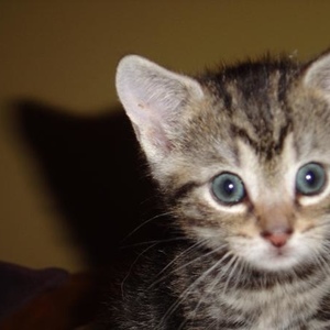 Profile Picture of Janet Masotti (@ladolcevita1313) on Myspace