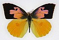 Profile Picture of Zereneon Wikipedia