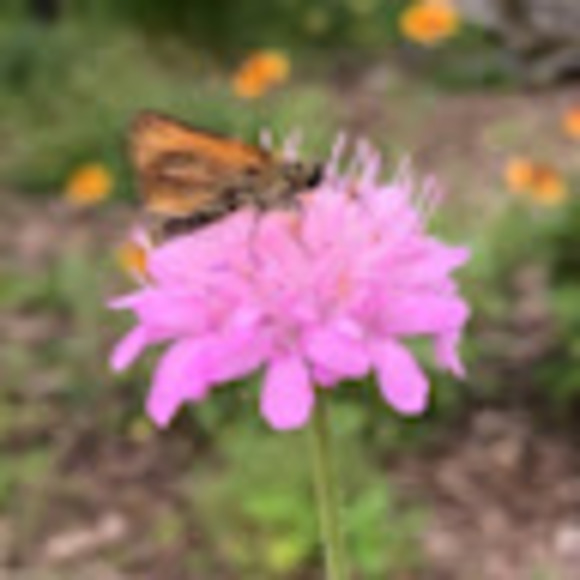 Profile Picture of S Rottenberg (@s_rottenberg) on Poshmark