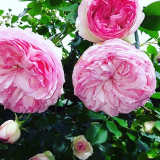 Profile Picture of Daniel Dautel (@danieldautel) on Instagram