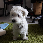 Profile Picture of Iulia Crecan (@iuliacrecan8237) on Youtube